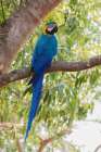 Blue and Gold Macaw-roosting in the shade Art Print